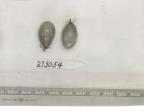 Click for 1 image(s) for this accession. FRUIT